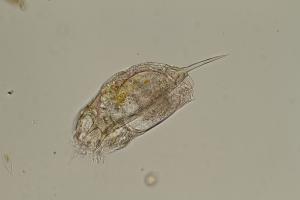Rädertier aus dem Wakenitzplankton Keratella